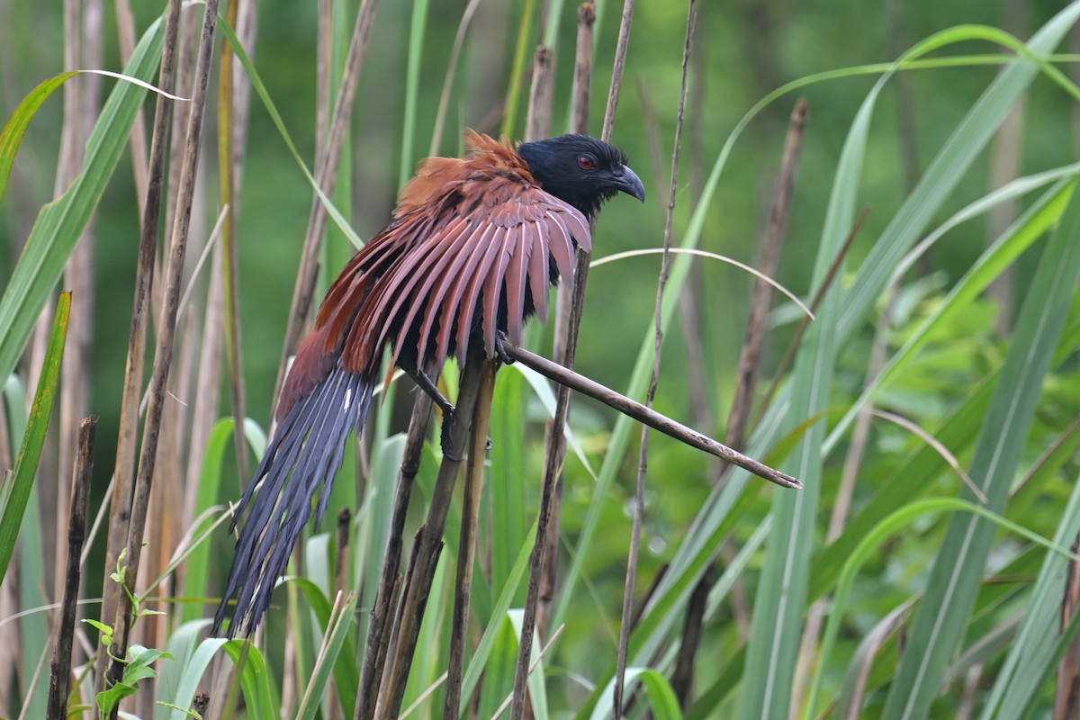 Greater Coucal (Greater) - ML620562817