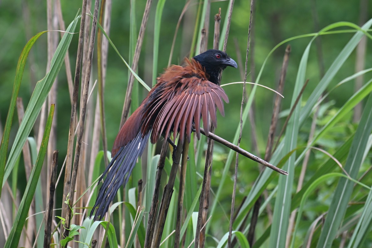 Greater Coucal (Greater) - ML620562818