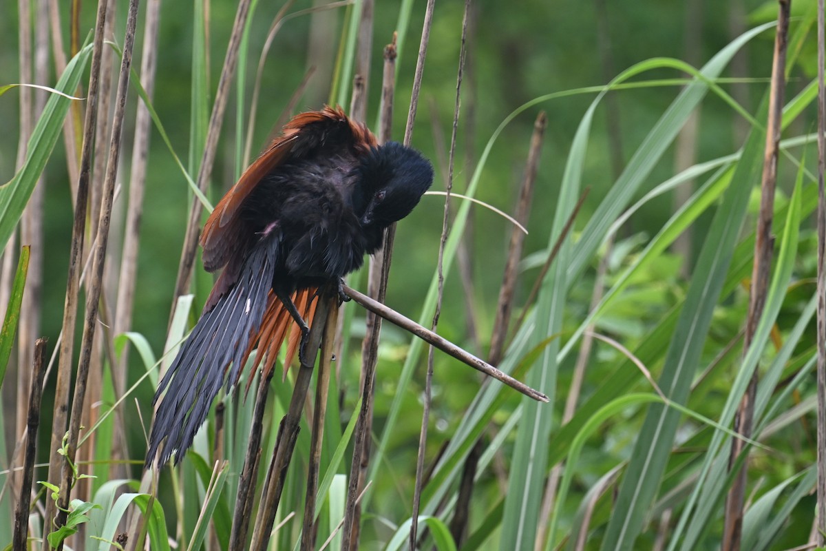 Greater Coucal (Greater) - ML620562819