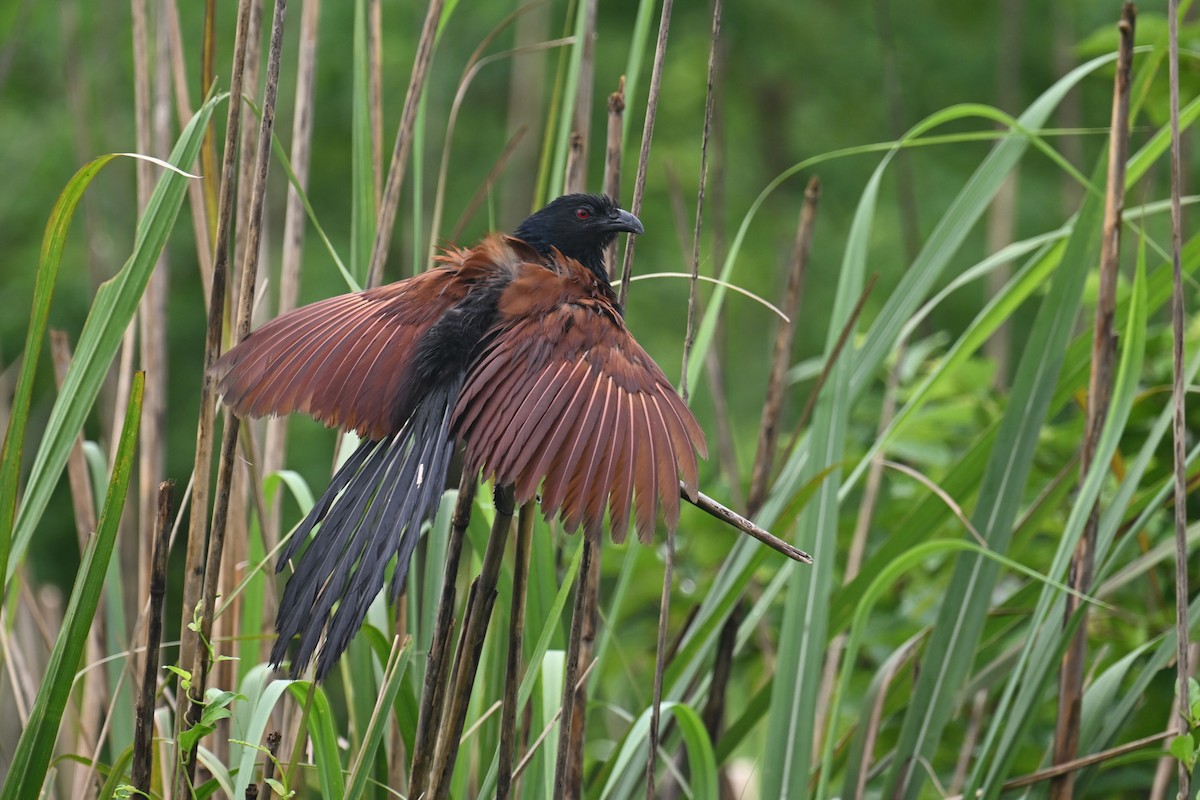 Greater Coucal (Greater) - ML620562820