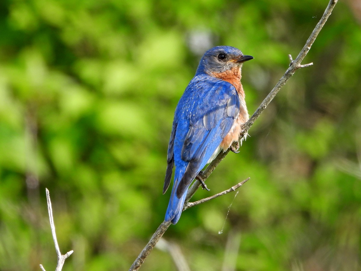 Eastern Bluebird - ML620562829