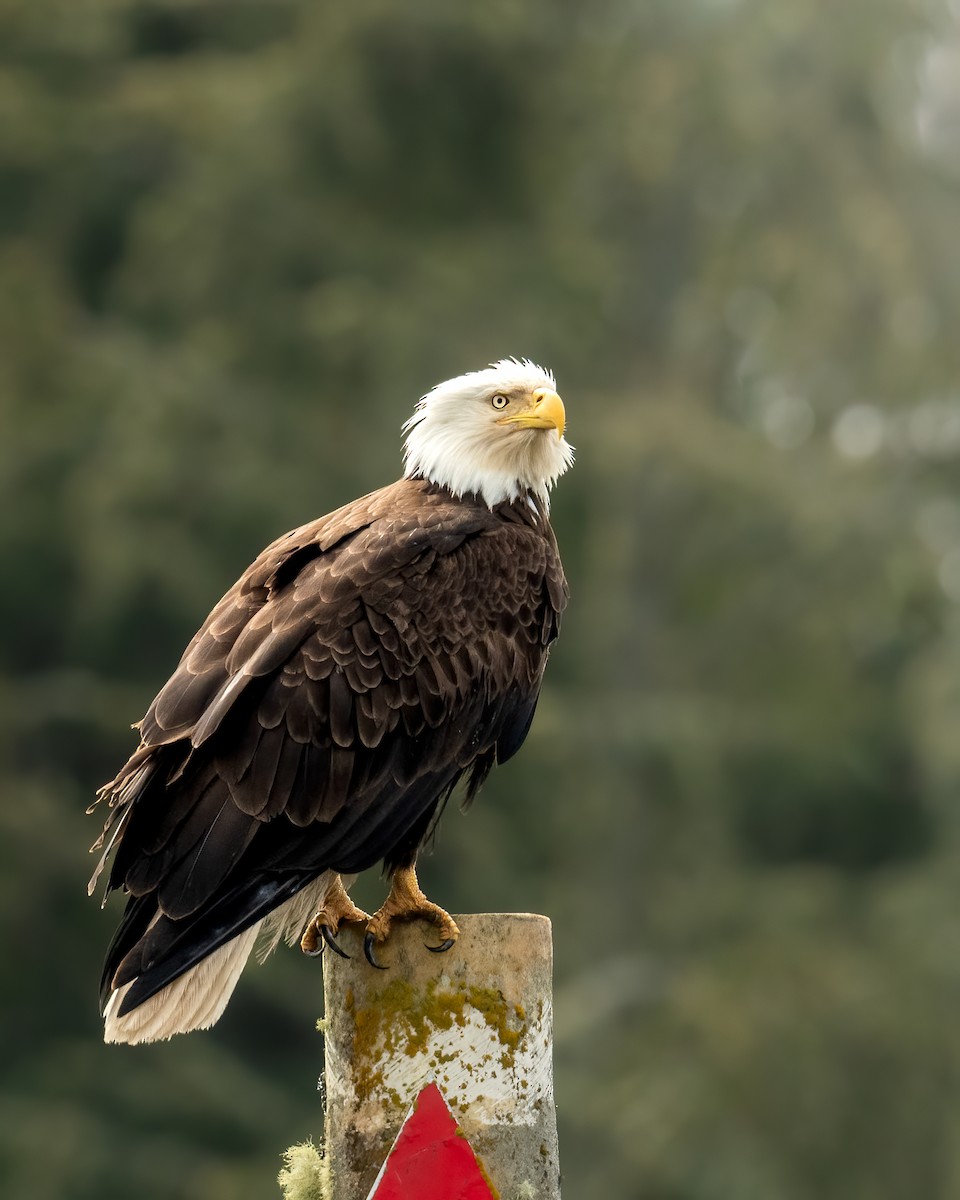 Weißkopf-Seeadler - ML620562830