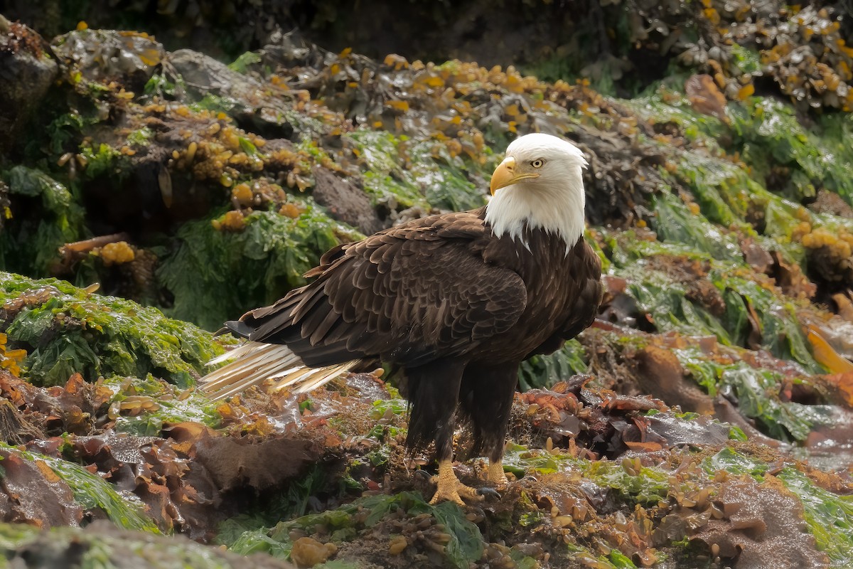 Weißkopf-Seeadler - ML620562832