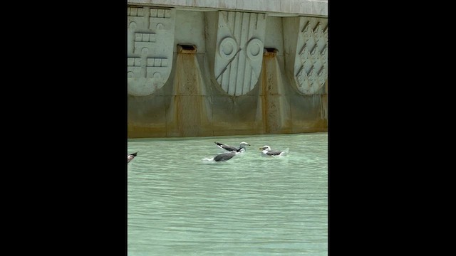 Gaviota Patiamarilla - ML620562833