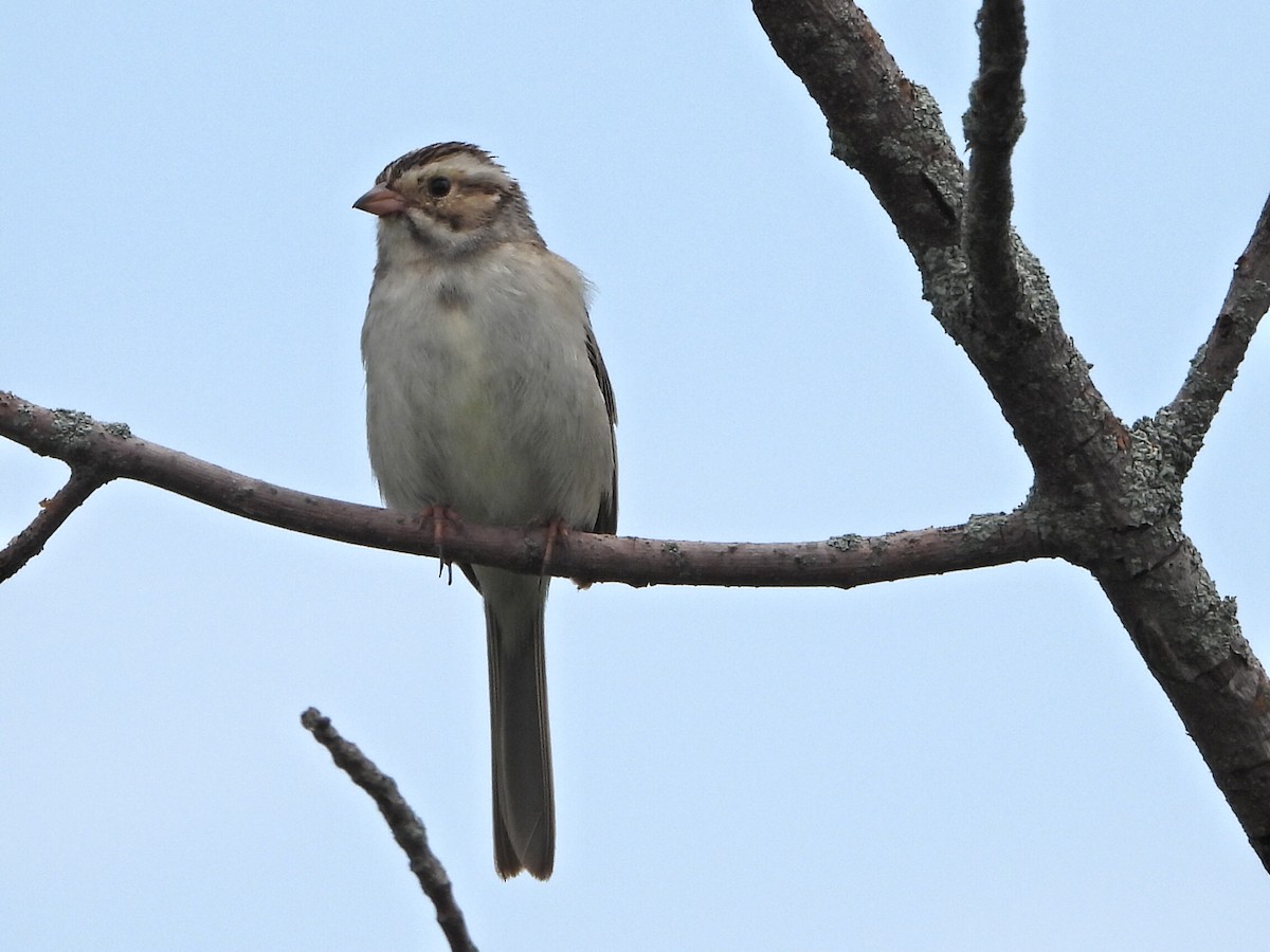 Clay-colored Sparrow - ML620562834