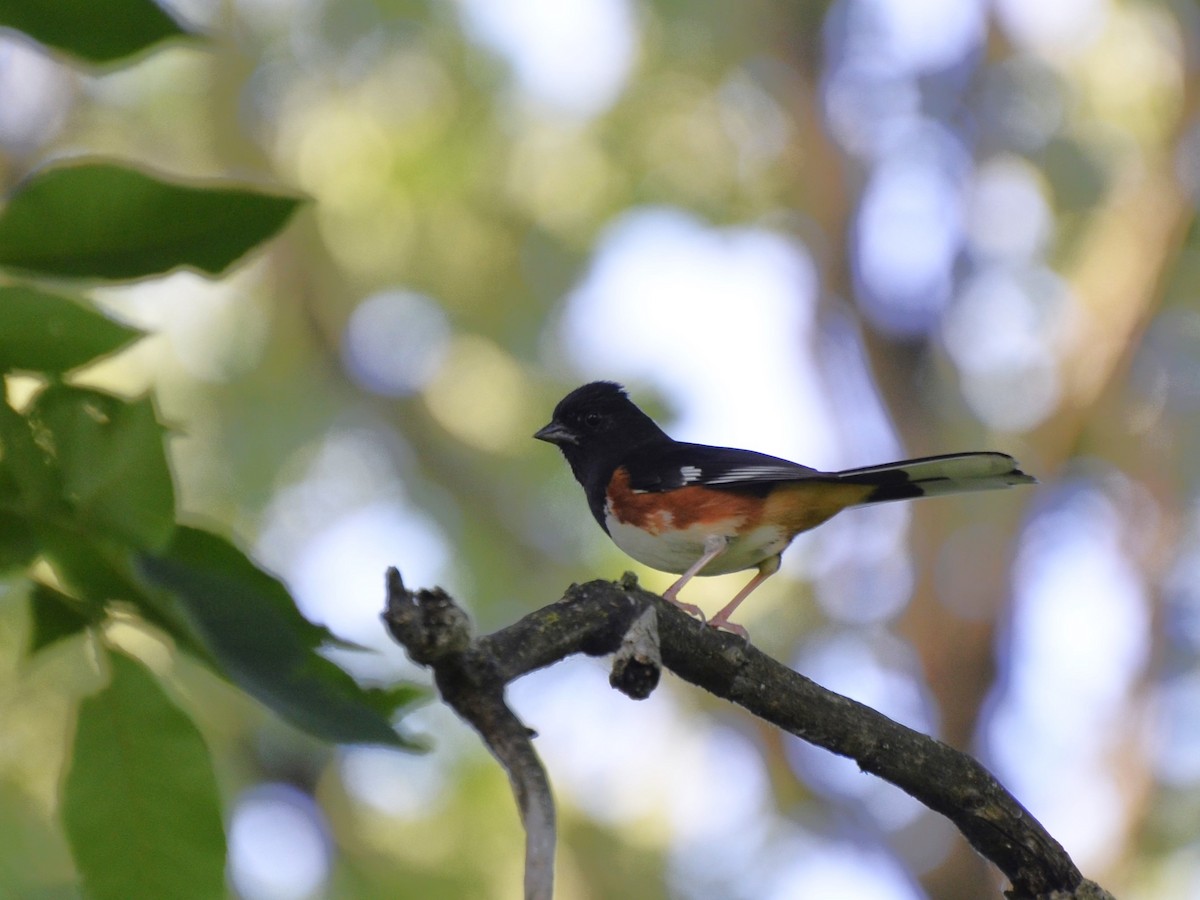 Eastern Towhee - Steve Wegner