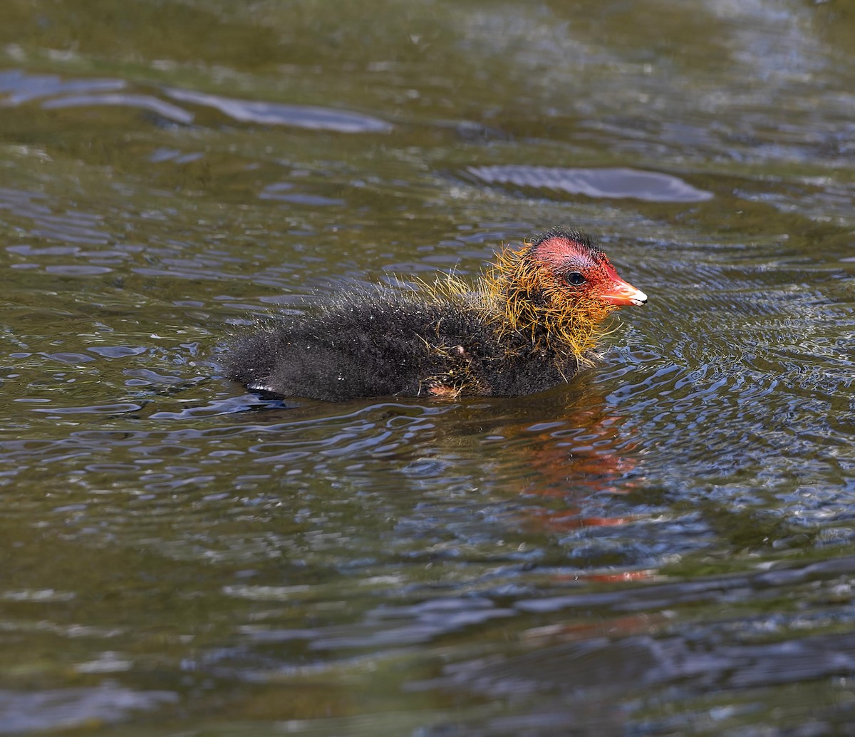 Eurasian Coot - ML620562846