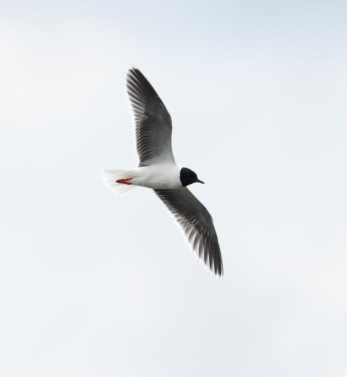 Little Gull - ML620562853