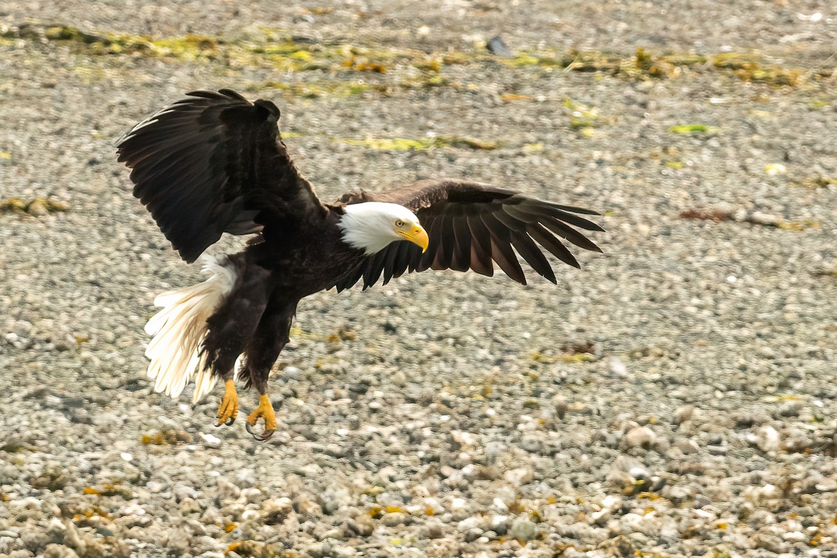 Bald Eagle - ML620562855