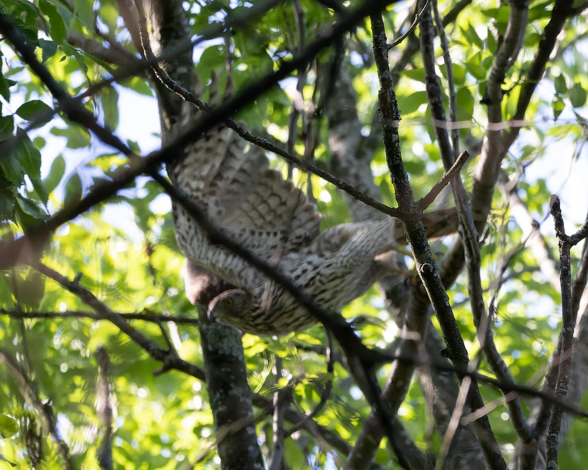 Eurasian Goshawk - ML620562857