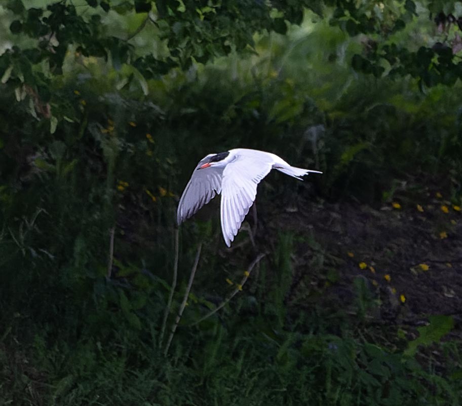 Common Tern - Sergey Krasnoperov