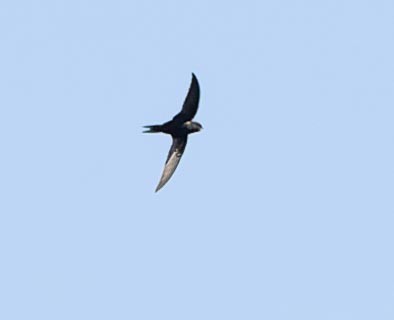 Common Swift - ML620562860