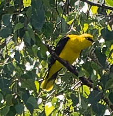 Eurasian Golden Oriole - ML620562868