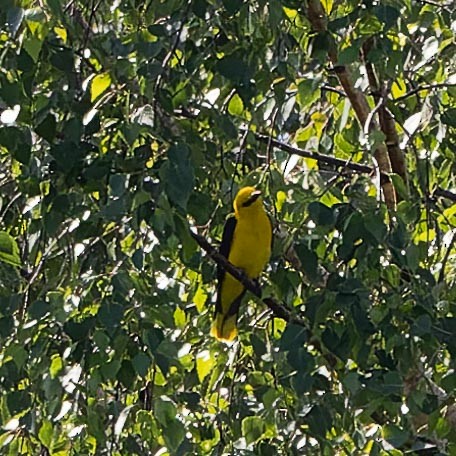 Eurasian Golden Oriole - ML620562870