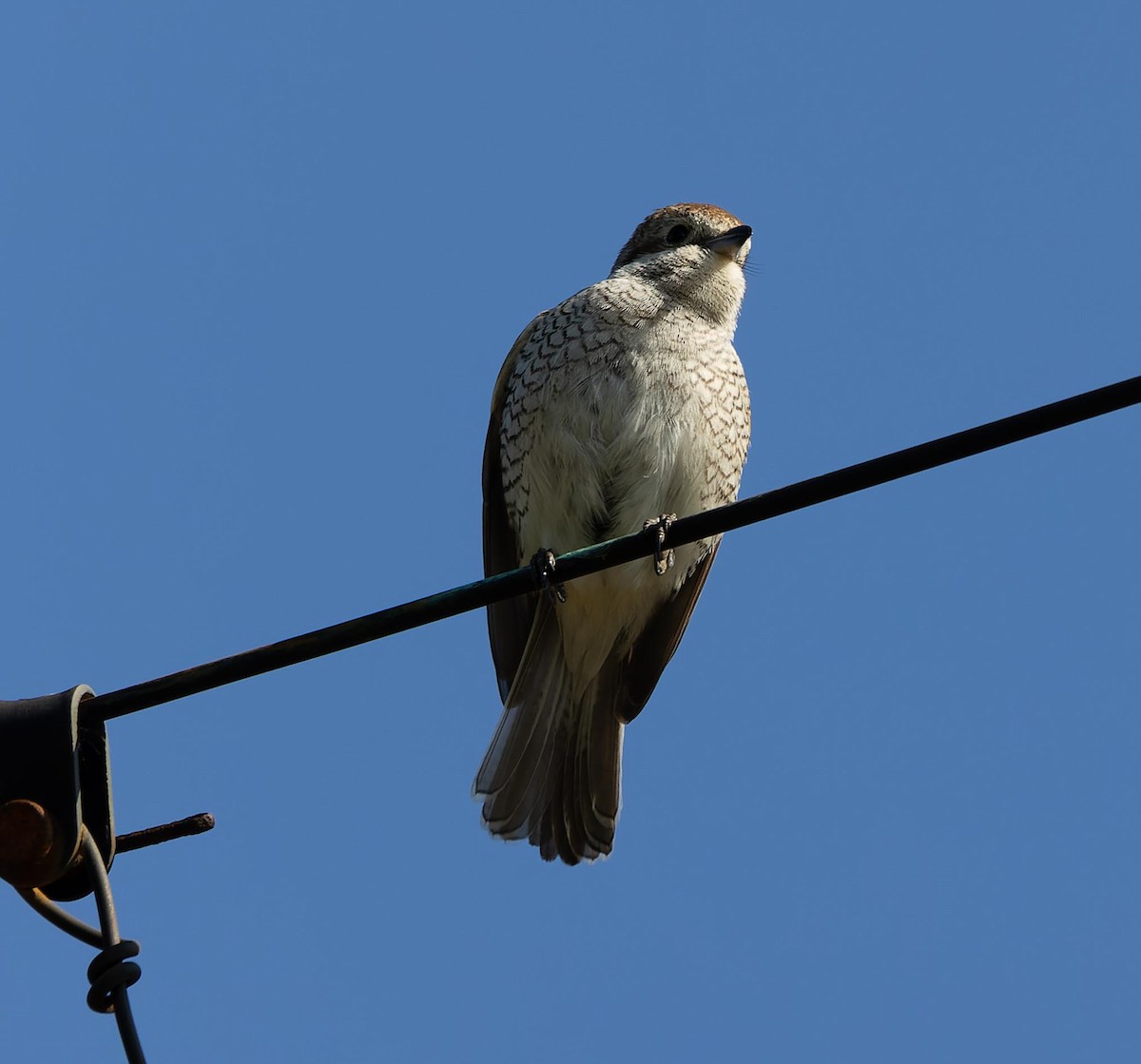 Red-backed Shrike - ML620562875