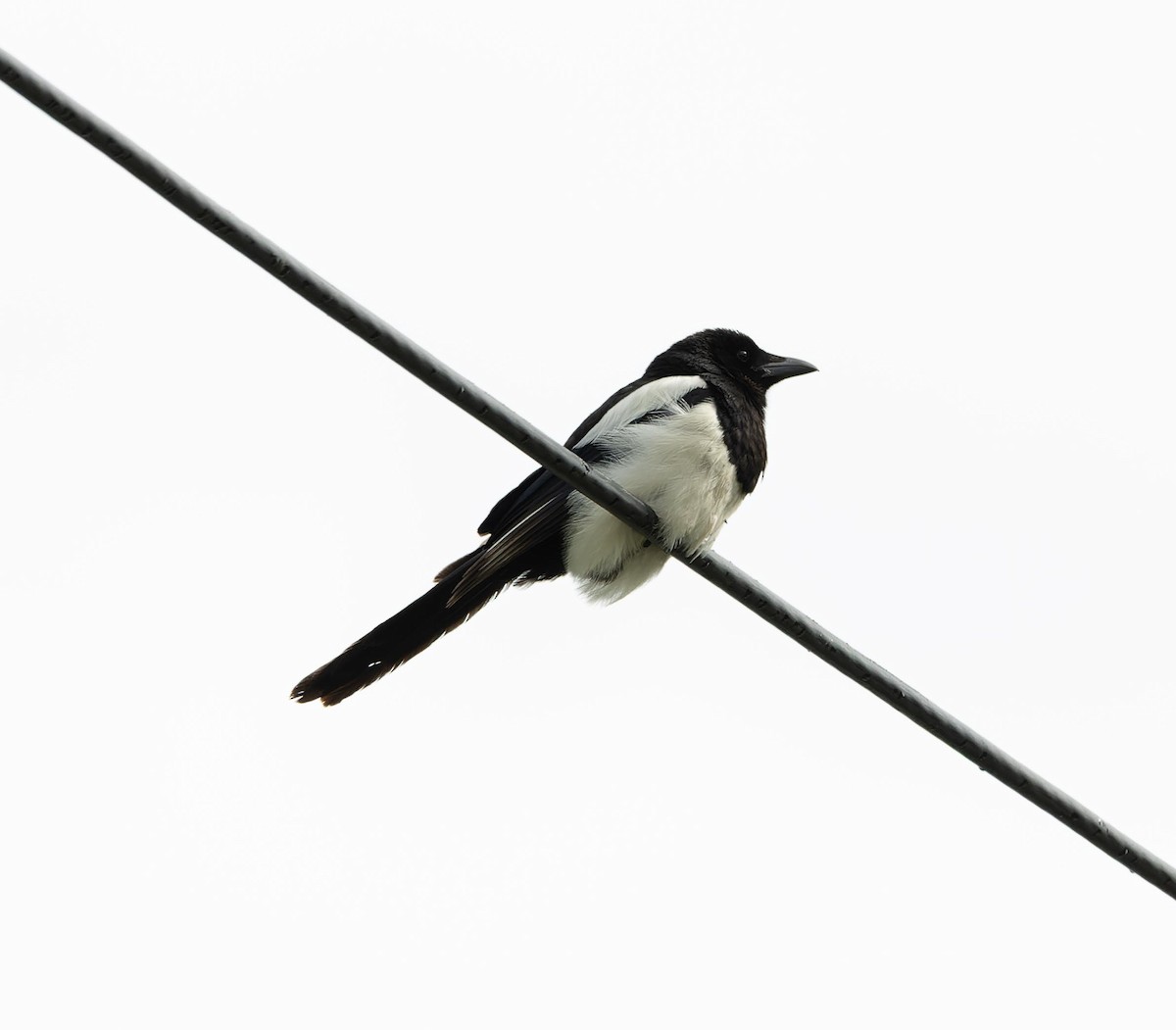 Eurasian Magpie - ML620562876