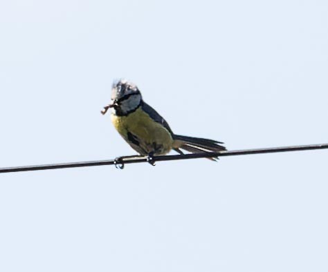 Eurasian Blue Tit - ML620562880