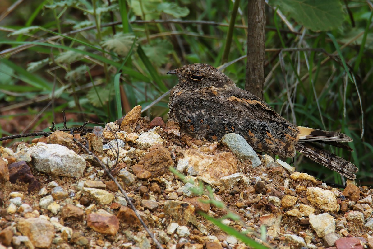 Savanna Nightjar (Northern) - ML620562882