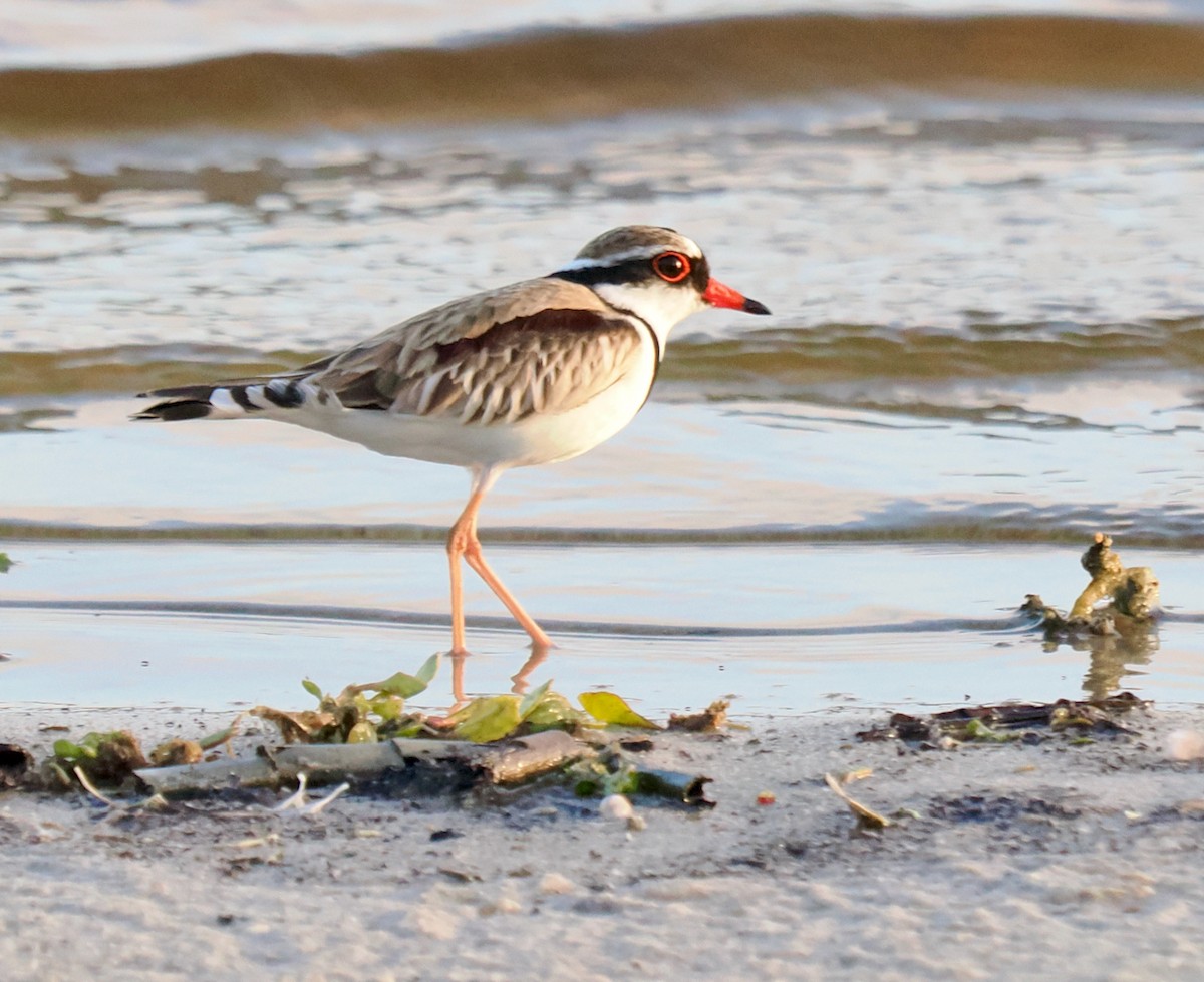 Black-fronted Dotterel - ML620562886