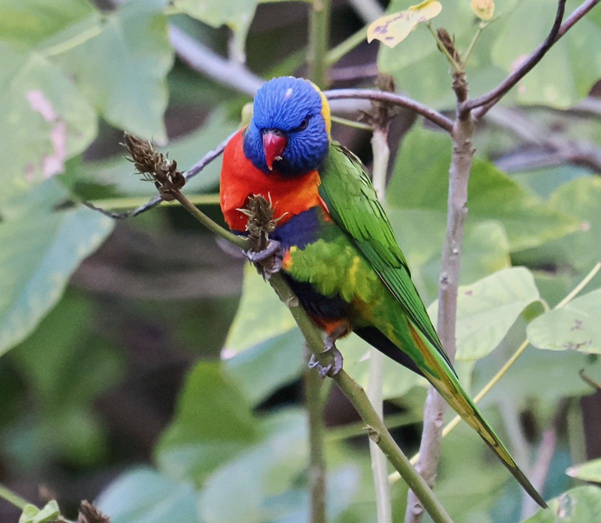 Rainbow x Red-collared Lorikeet (hybrid) - ML620562895