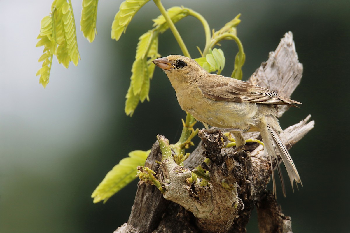 Plain-backed Sparrow - ML620562901