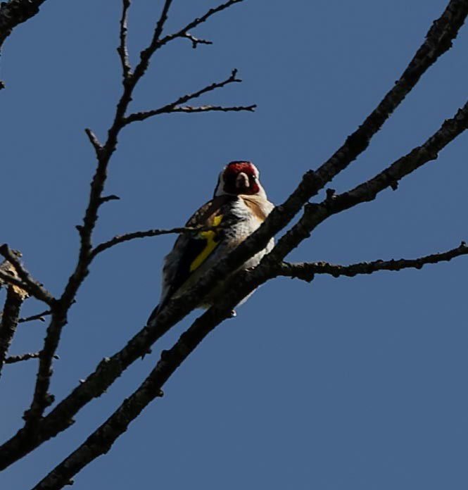 Chardonneret élégant - ML620562906