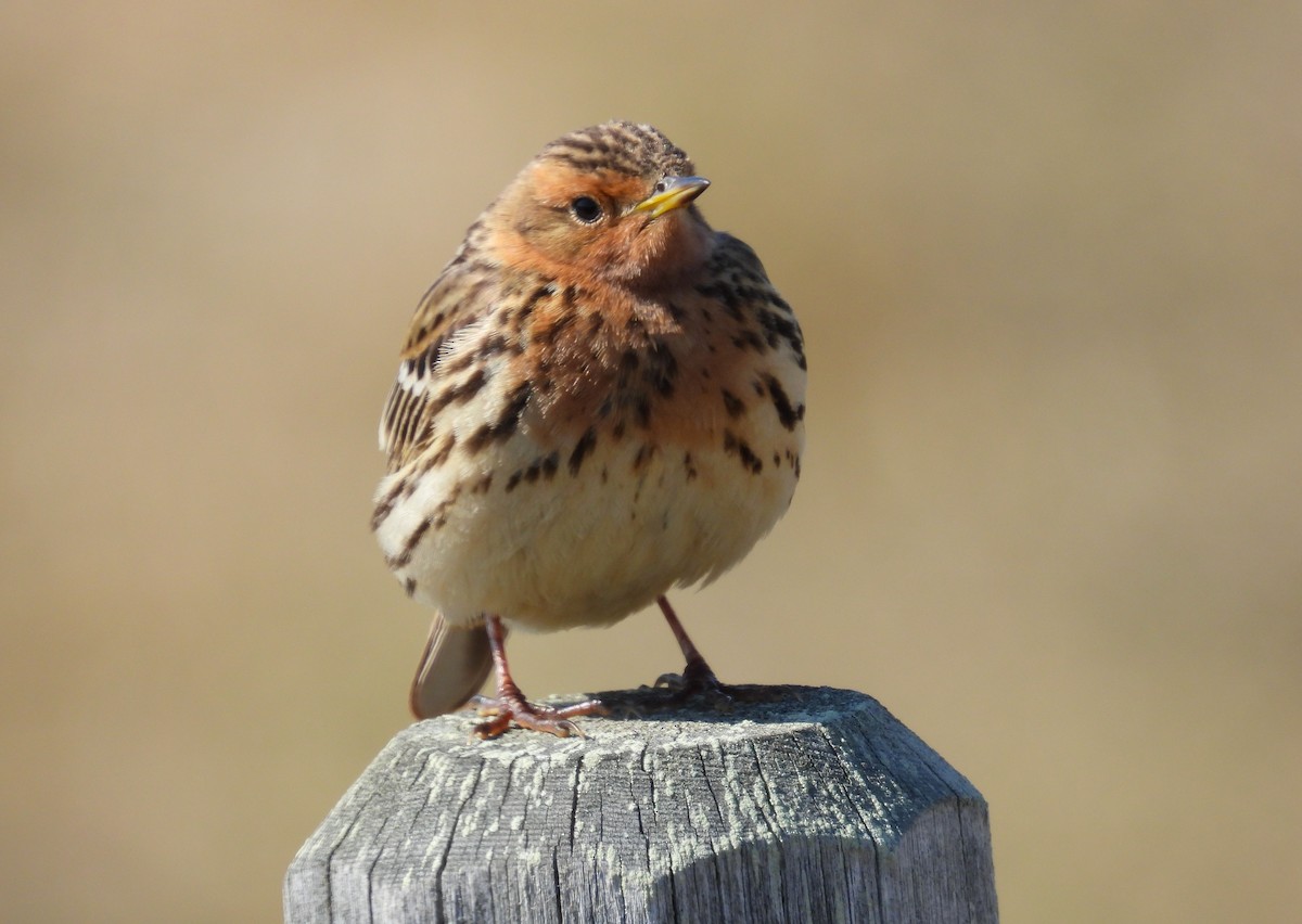 Red-throated Pipit - ML620562915