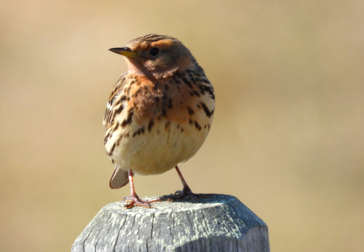 Red-throated Pipit - ML620562919