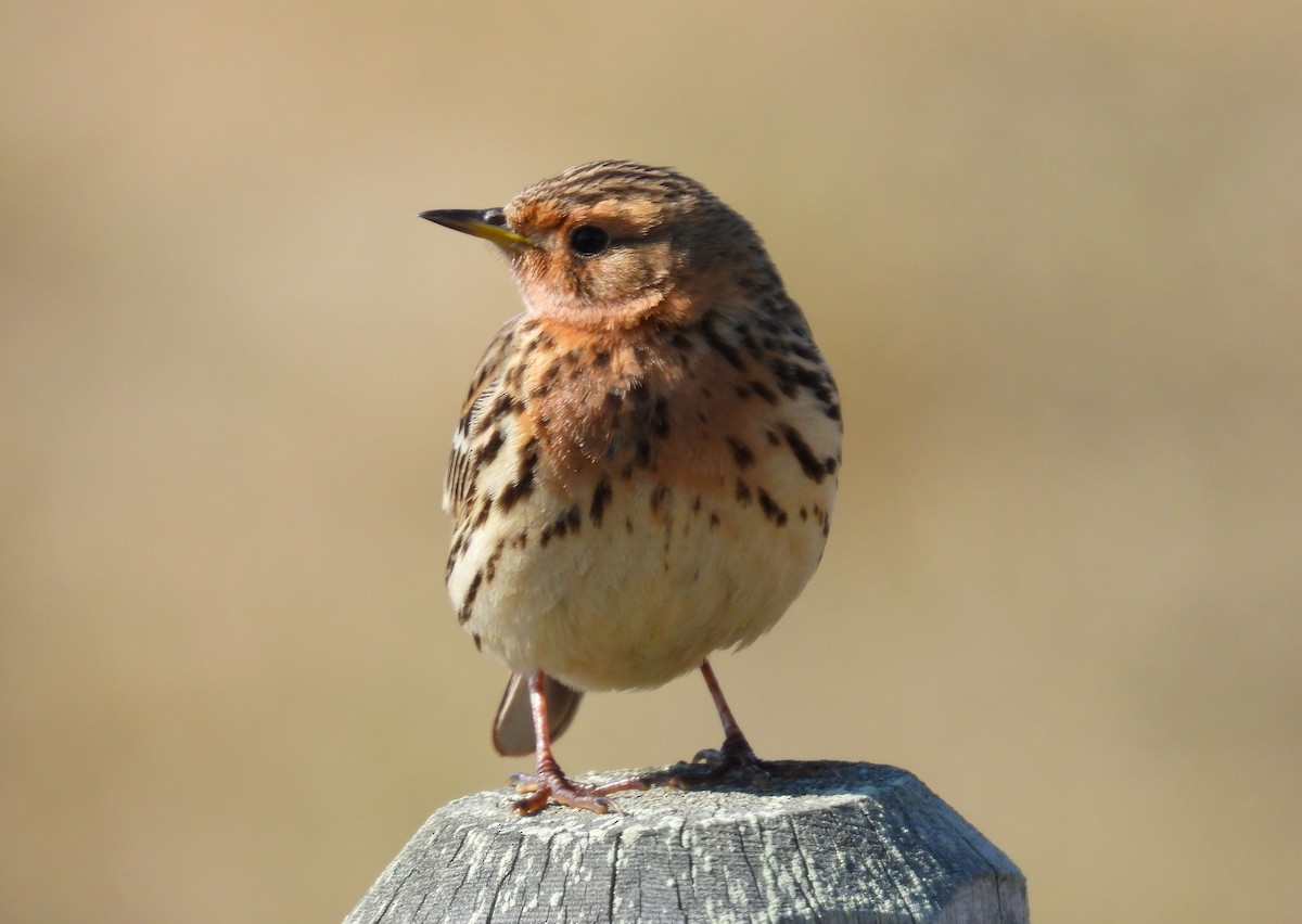 Red-throated Pipit - ML620562921