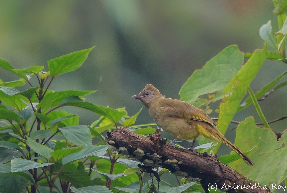 Bulbul Amarillento - ML620562923