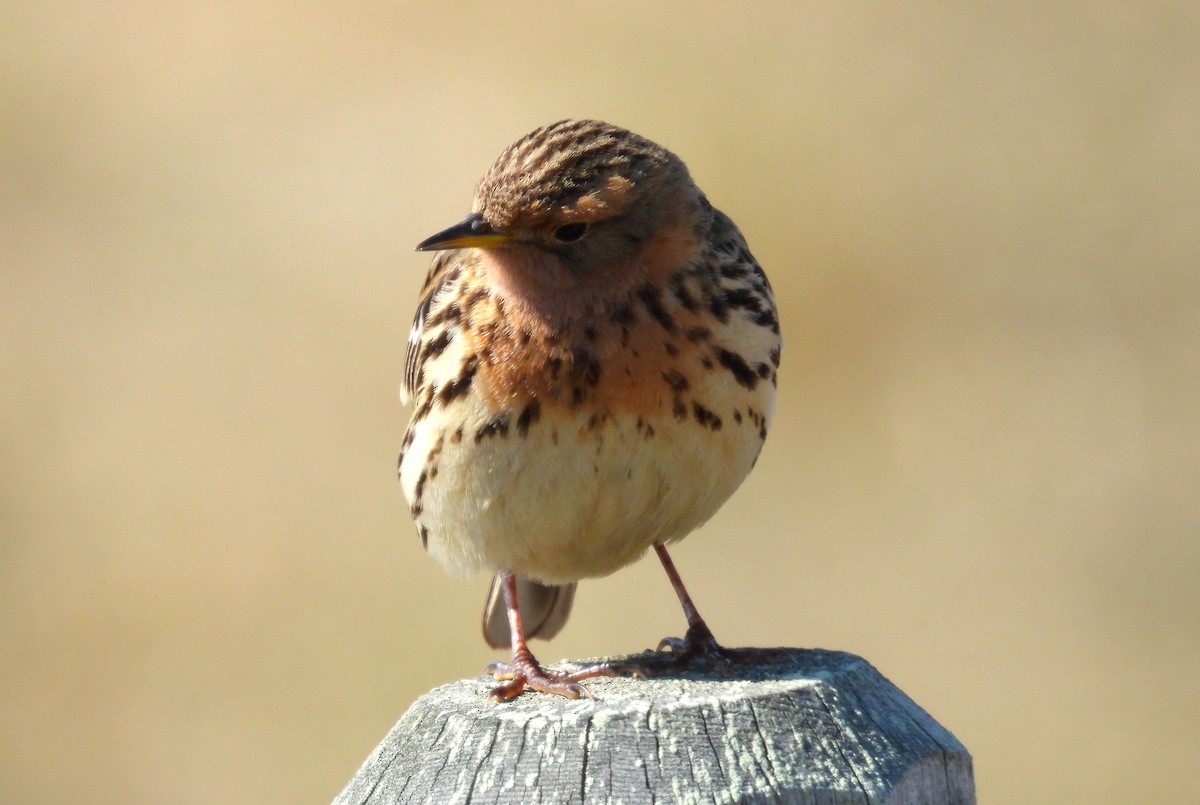 Red-throated Pipit - ML620562925