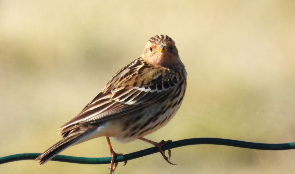 Red-throated Pipit - ML620562928