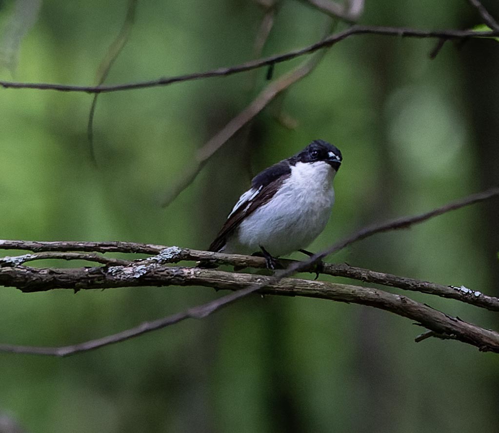 European Pied Flycatcher - ML620562931