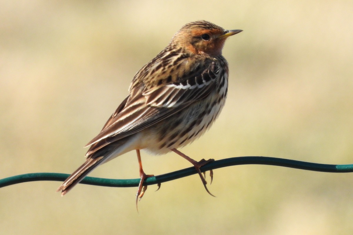 Red-throated Pipit - ML620562932