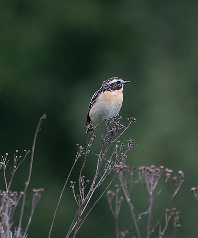 Whinchat - ML620562935