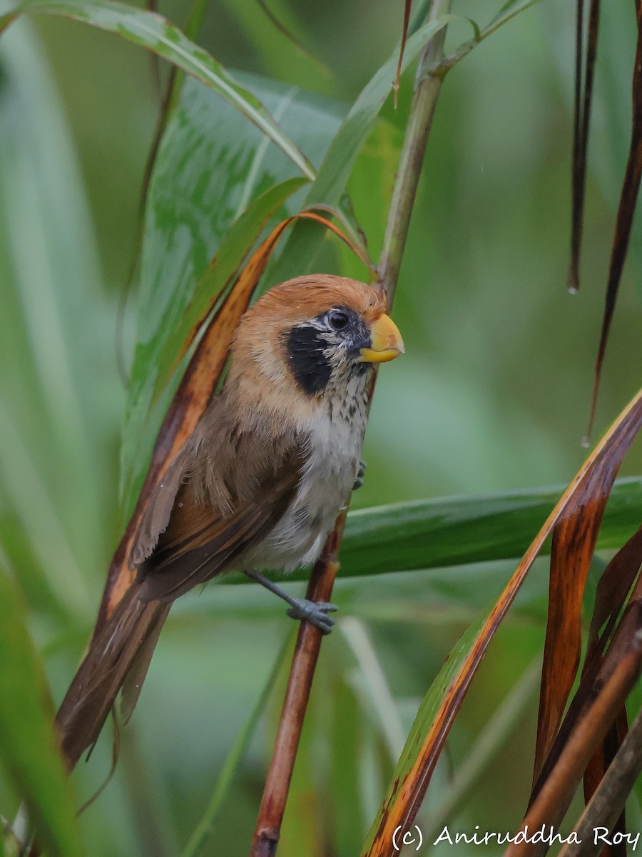 Spot-breasted Parrotbill - ML620562943