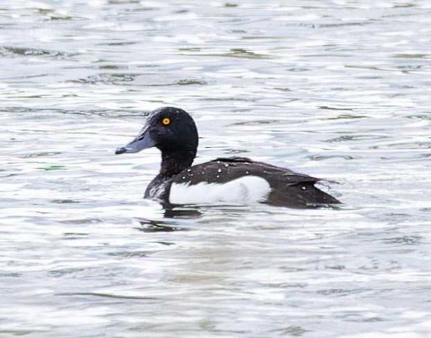 Tufted Duck - ML620562944