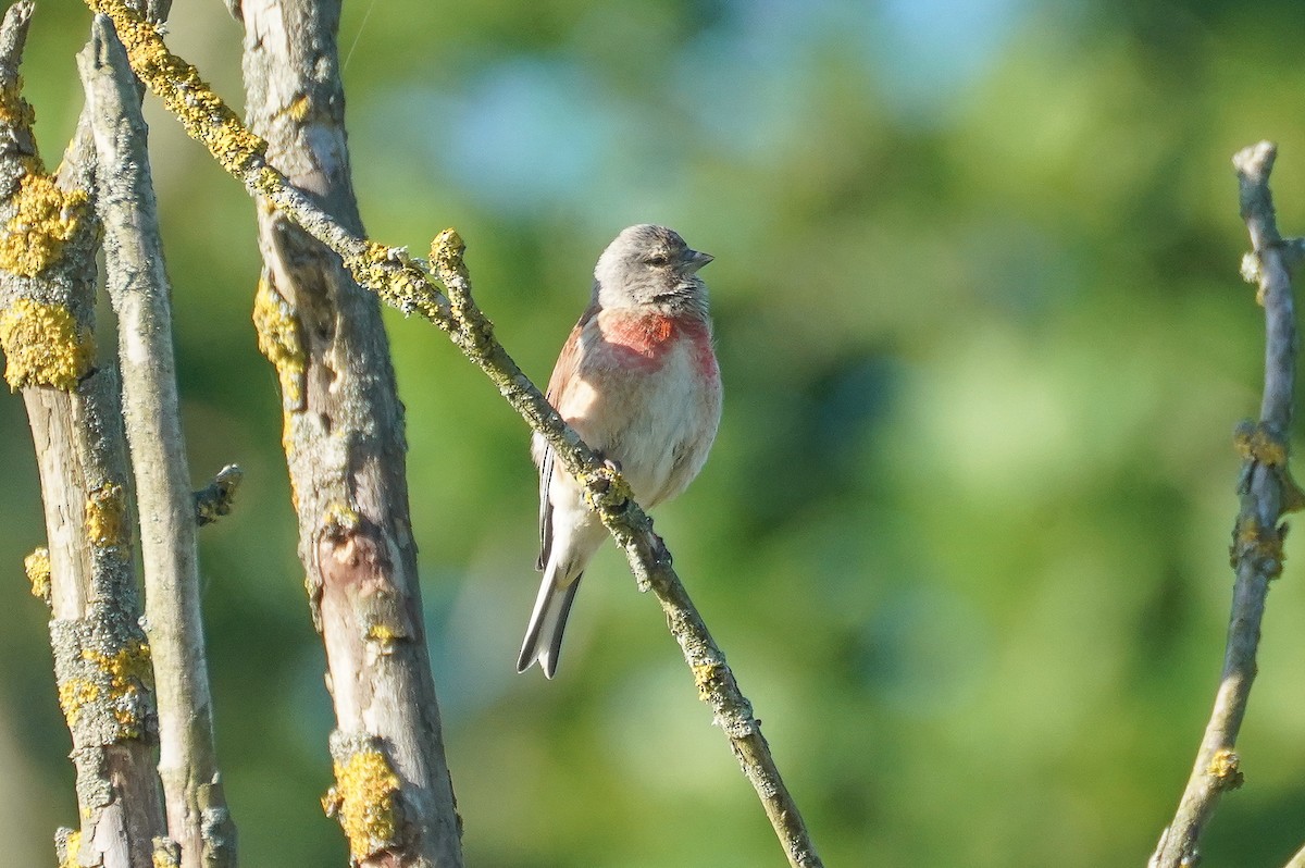 Eurasian Linnet - ML620562946