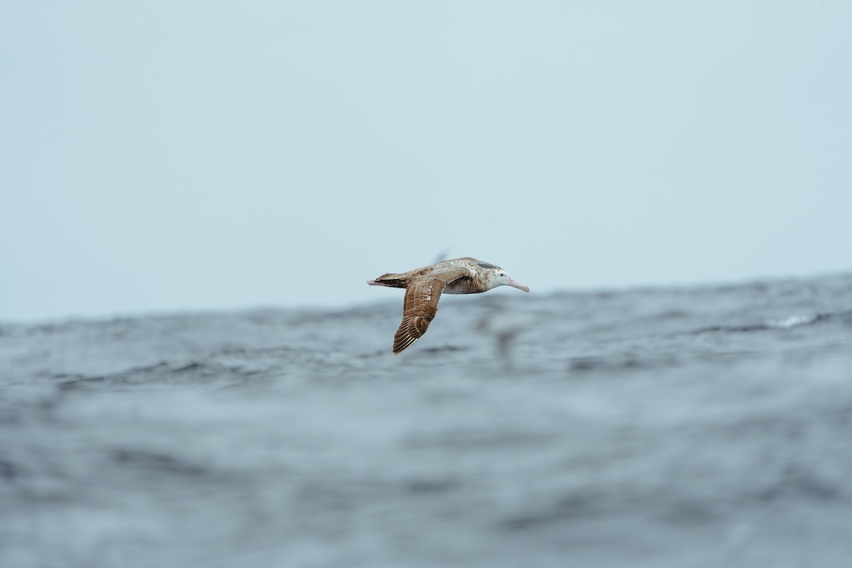 Snowy/Tristan/Antipodean Albatross - ML620562952