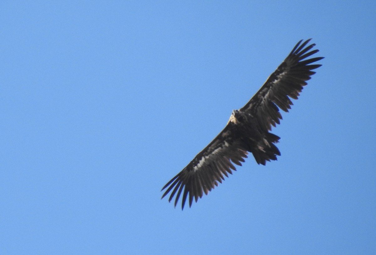 Cinereous Vulture - ML620562953