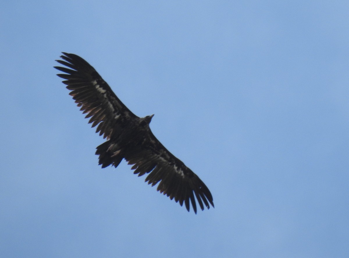 Cinereous Vulture - Andrés Alfaro