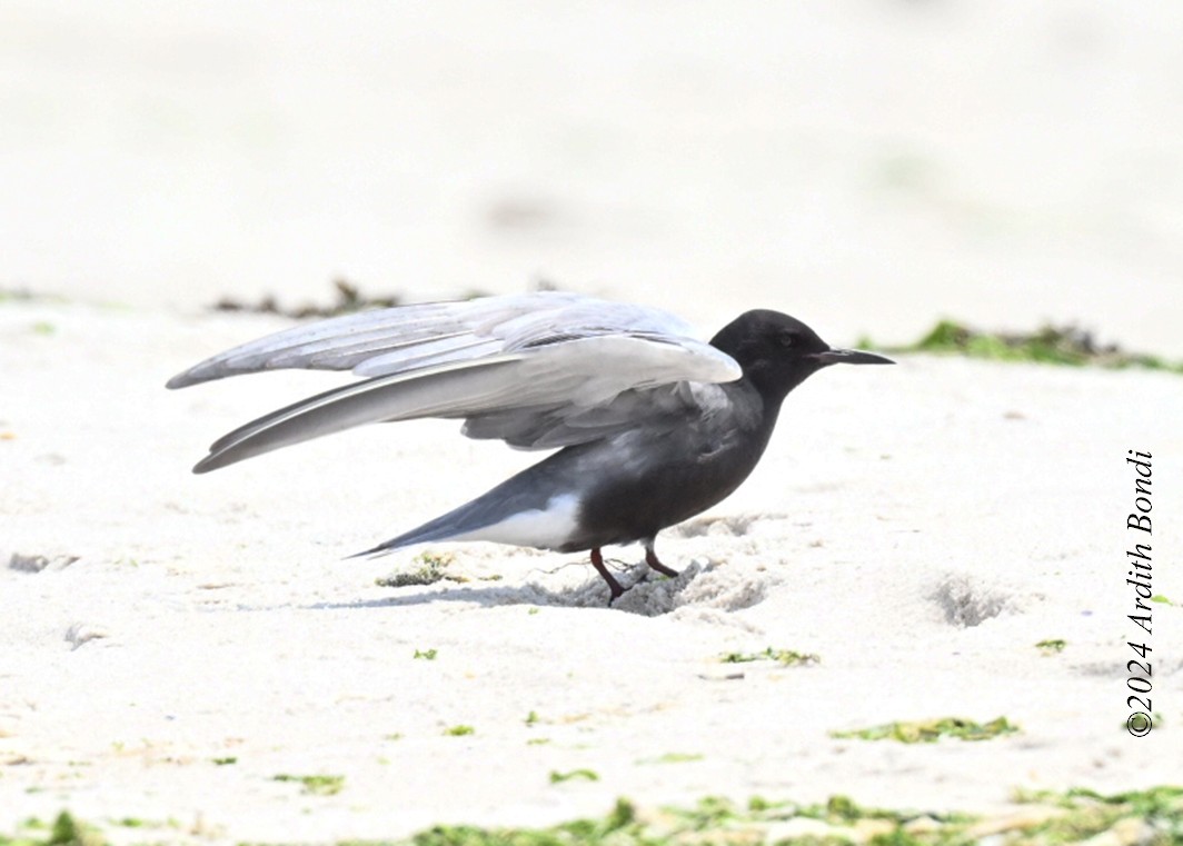 Black Tern - ML620562956