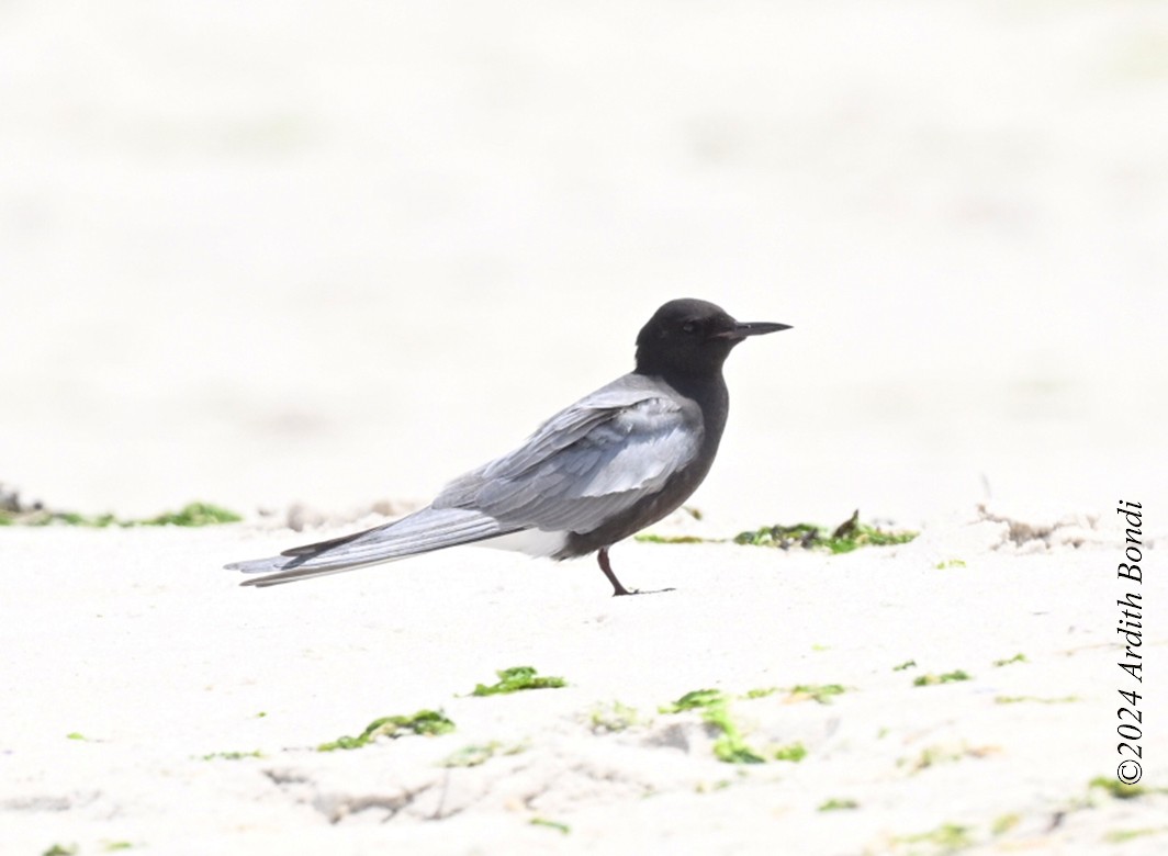 Black Tern - ML620562957