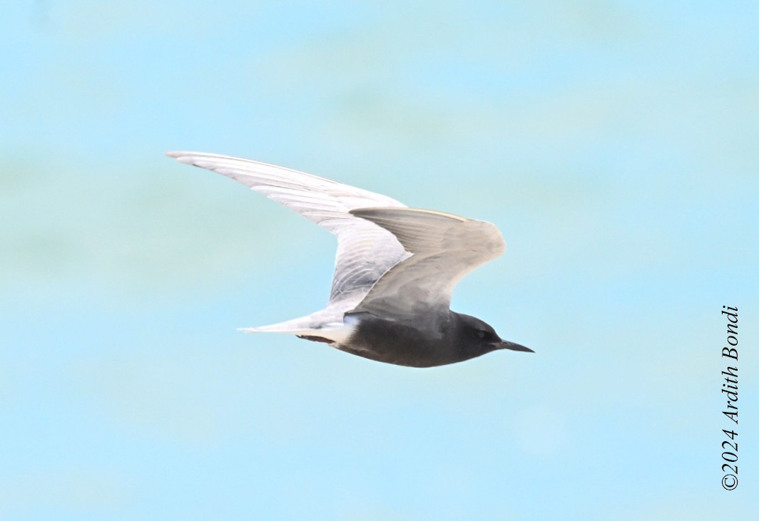 Black Tern - ML620562958