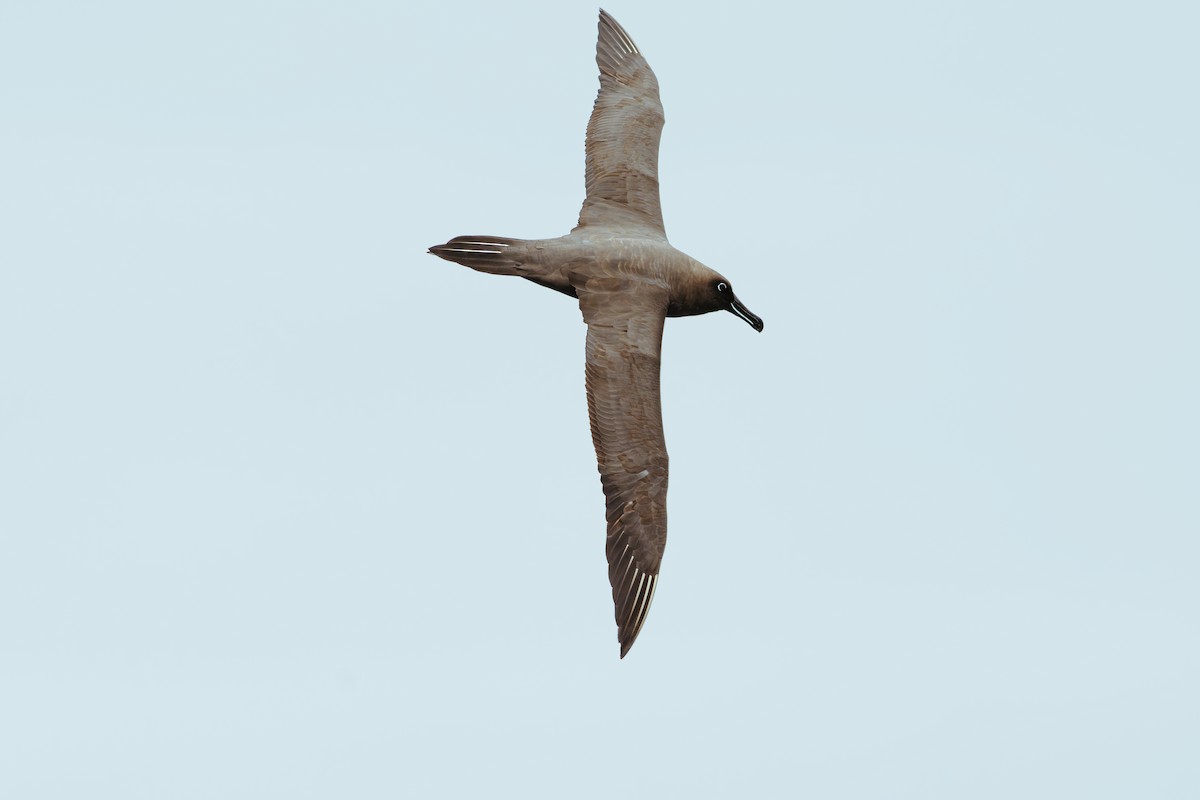 Sooty Albatross - ML620562959