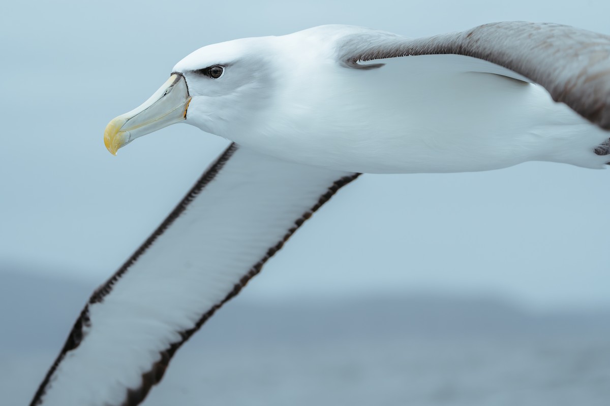 White-capped Albatross - ML620562977