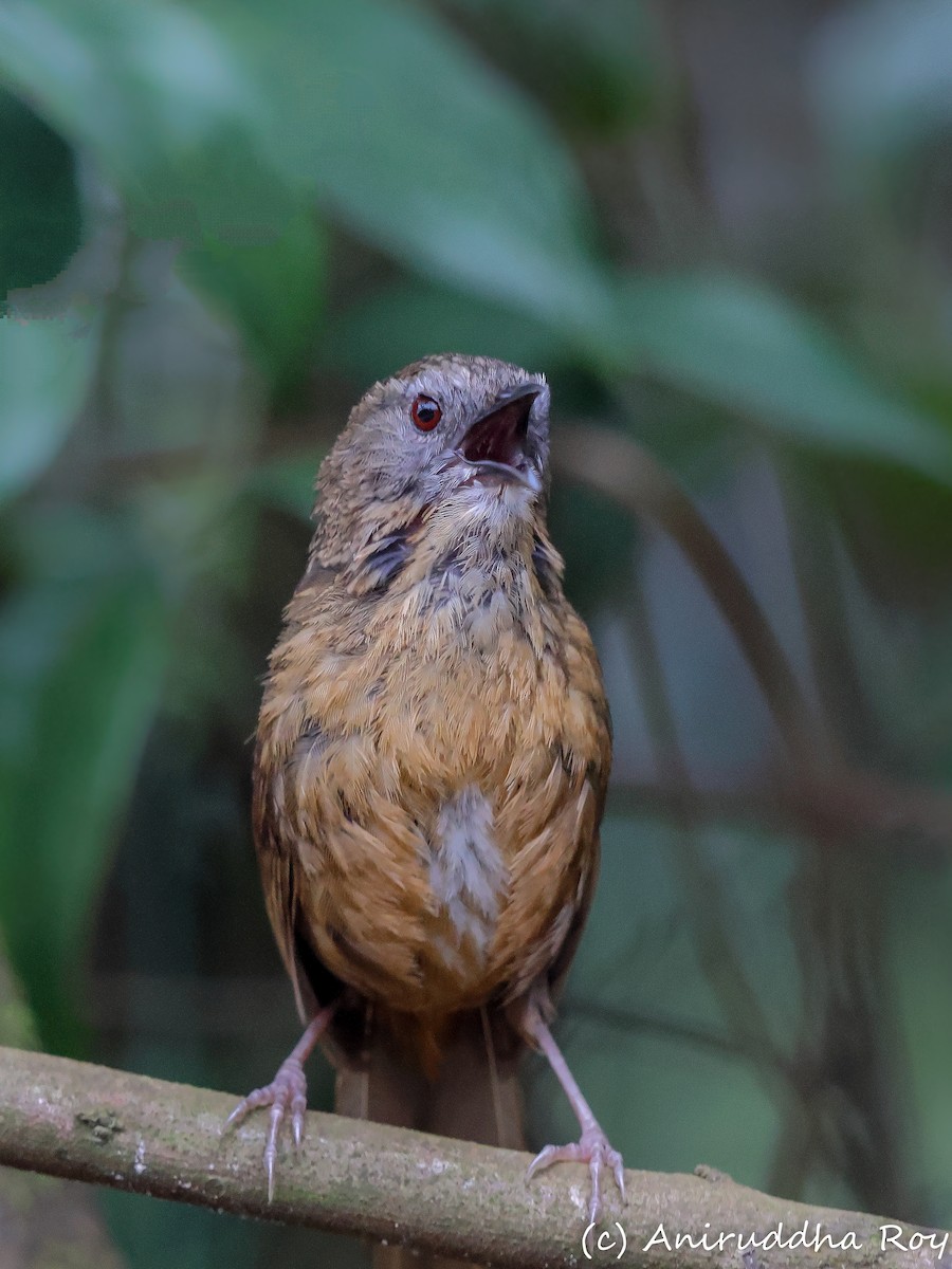 Tawny-breasted Wren-Babbler - ML620562980