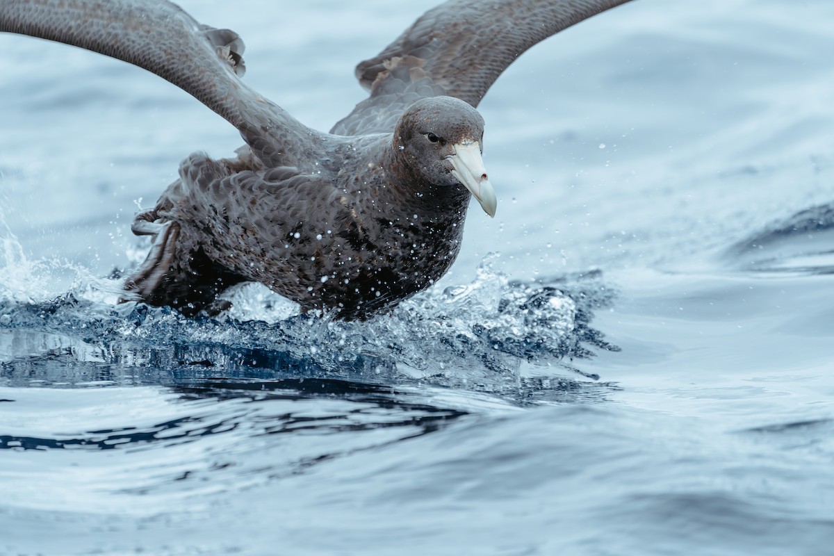 Southern Giant-Petrel - Alex Wang