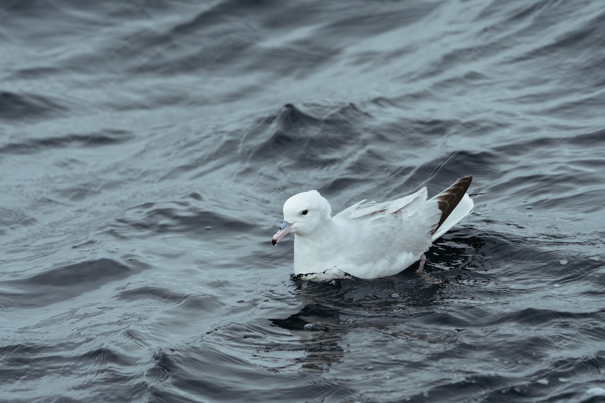 Fulmar argenté - ML620562984