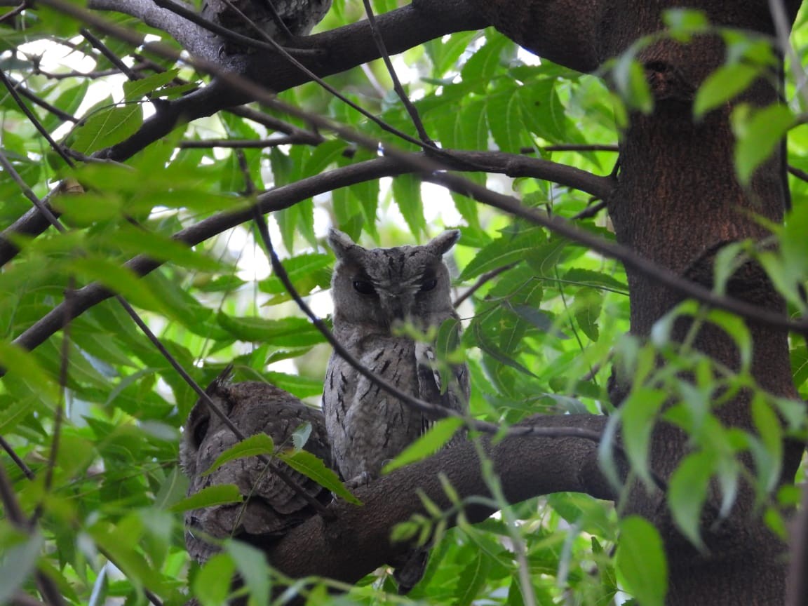 Indian Scops-Owl - ML620562987